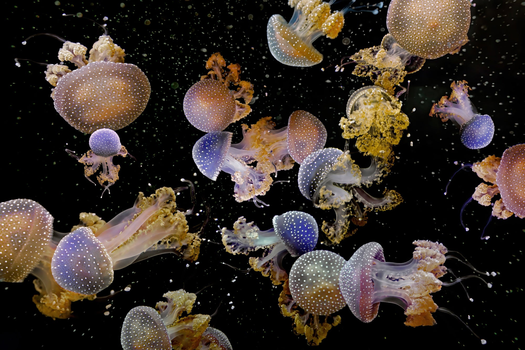 Appreciating Beauty: A Pulse That Leaps Through Time and Species - Origin Excerpt from Jane Baron