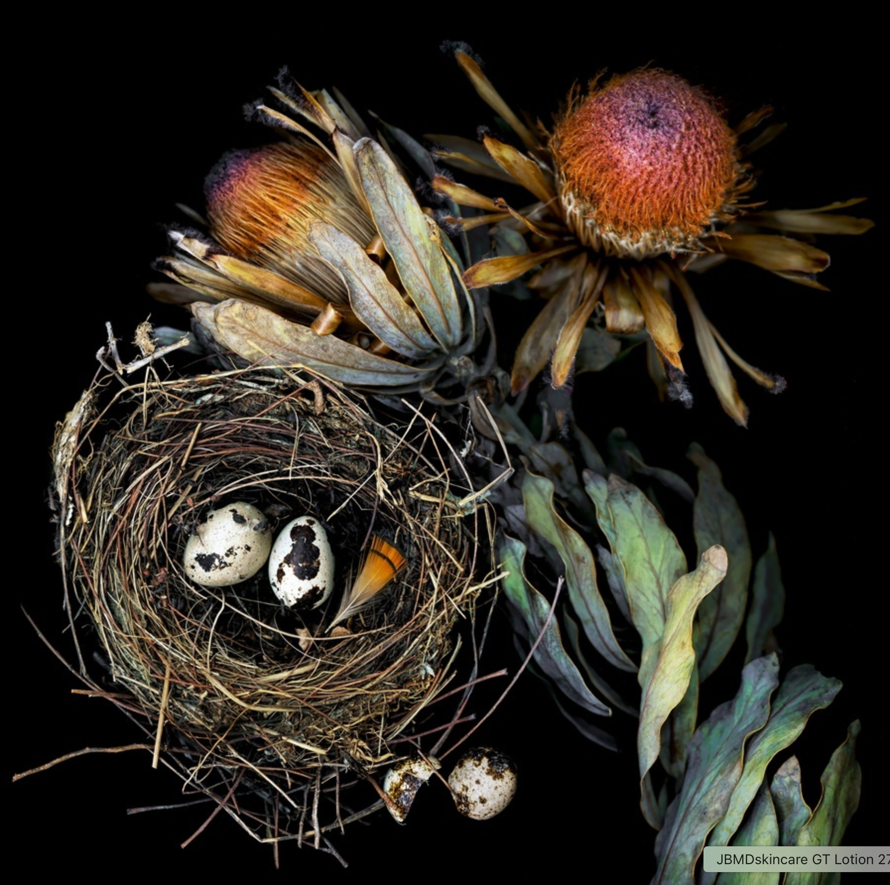 Protea and Birds Nest